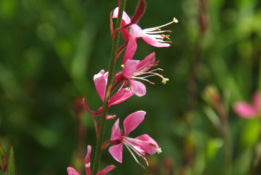 Gaura lindheimeri 'Siskiyou Pink'Prachtkaars bestellen